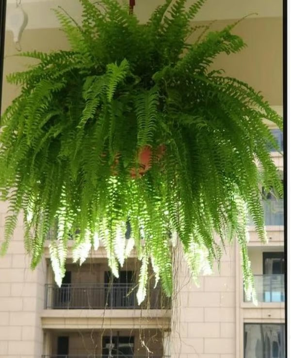 Odporna na promieniowanie UV, realistyczna sztuczna paproć bostońska