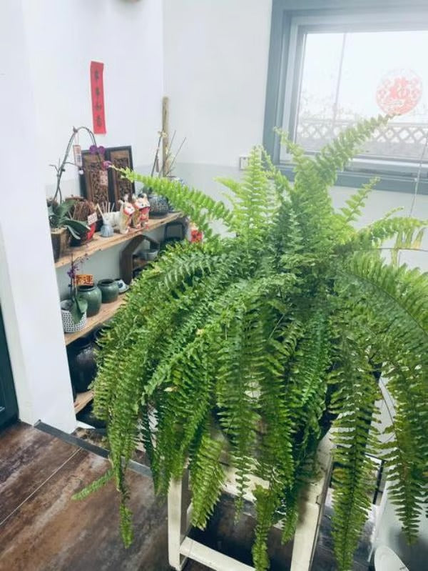 Odporna na promieniowanie UV, realistyczna sztuczna paproć bostońska