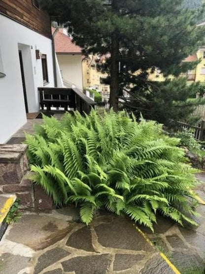 Odporna na promieniowanie UV, realistyczna sztuczna paproć bostońska